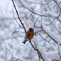 Crossbill in Spring Snow by Emily Caldwell