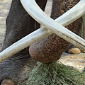 Crossed Tusks Photograph by M Kathleen Warren Crossed Tusks Photograph by M Kathleen Warren