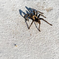Crossing Paths With A Tarantula On The Salt Flats #2 by Debra Martz