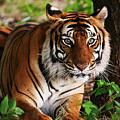 Crouching Tiger Digital Art by Brad Barton Crouching Tiger Digital Art by Brad Barton