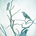 Crow Birds on Tree Bird 93 Digital Art by Lucie Dumas Crow Birds on Tree Bird 93 Digital Art by Lucie Dumas