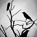 Crow Birds on Trees Bird 89 Digital Art by Lucie Dumas Crow Birds on Trees Bird 89 Digital Art by Lucie Dumas