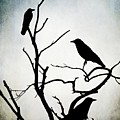 Crow Birds on Trees Bird 90 Digital Art by Lucie Dumas Crow Birds on Trees Bird 90 Digital Art by Lucie Dumas