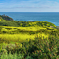 Crystal Cove Superbloom 2 Photograph by William Gunn Crystal Cove Superbloom 2 Photograph by William Gunn