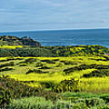 Crystal Cove Superbloom Photograph by William Gunn Crystal Cove Superbloom Photograph by William Gunn