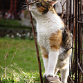 Cuddly cat scratches on a twig in the orchard. Photograph by Vaclav Sonnek Cuddly cat scratches on a twig in the orchard. Photograph by Vaclav Sonnek