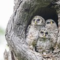 Curious Baby Barred owls by Puttaswamy Ravishankar