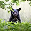 Curious Bear Cub - Animal Portraits Photograph by Rehna George Curious Bear Cub - Animal Portraits Photograph by Rehna George
