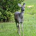 Curious Deer 2 Photograph by Rick Nelson Curious Deer 2 Photograph by Rick Nelson