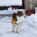 Cat's jump in winter Photograph by Vaclav Sonnek Cat's jump in winter Photograph by Vaclav Sonnek