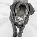 Curious Otis Photograph by Dee Potter Curious Otis Photograph by Dee Potter