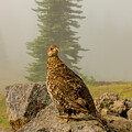 Curious Ptarmigan by Doug Scrima