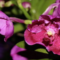 Curled Orchids Photograph by Mingming Jiang Curled Orchids Photograph by Mingming Jiang