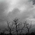 Currawongs 2 Photograph by Elaine Teague Currawongs 2 Photograph by Elaine Teague