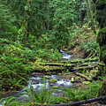 Cusheon Creek Rainforest by Michael Russell