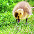 Cute baby gosling in springtime by Tatiana Travelways