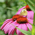 Cute Cabbage White Butterfly by Marianne Campolongo
