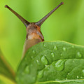 Cute garden snail long tentacles on leaf Photograph by Simon Bratt Cute garden snail long tentacles on leaf Photograph by Simon Bratt