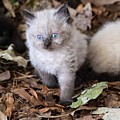 Cute Kitty Photograph by DArcy Evans Cute Kitty Photograph by DArcy Evans