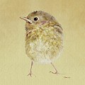 Cute Robin  Fledgeling by Bamalam Art