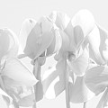 Cyclamen -  White  Photograph by Viva Anderson