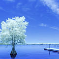 Cypress at Elliott's Landing-Infrared Photograph by Charles Hite Cypress at Elliott's Landing-Infrared Photograph by Charles Hite