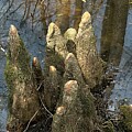 Cypress Knees by Catherine Wilson