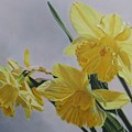 Daffodils Drawing by Kelly Speros Daffodils Drawing by Kelly Speros