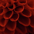 Dahlia 4323 Photograph by Julie Powell Dahlia 4323 Photograph by Julie Powell
