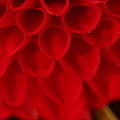 Dahlia 4384 Photograph by Julie Powell Dahlia 4384 Photograph by Julie Powell