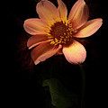 Dahlia Delight by Judi Kubes
