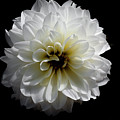 Dahlia Photograph by Elaine Teague Dahlia Photograph by Elaine Teague