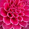 Dahlia, Golden Gate Park. by Donald Kinney