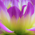 Dahlia Pink Petals Photograph by Julie Palencia