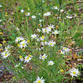 Daisies Along the Roadside by Mary Tastad