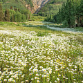 Daisy Abundance by Denise Bush