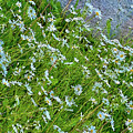 Daisy, Daisy by Harry Banks