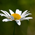 Daisy Daze Photograph by Linda Bonaccorsi Daisy Daze Photograph by Linda Bonaccorsi