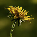 Daisy Hair by Sunlight by Vi Ray