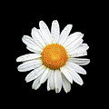 Daisy by John Wright