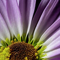 Daisy Macro Photograph by Cathy Kovarik Daisy Macro Photograph by Cathy Kovarik