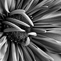Daisy Noir by James Barber