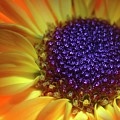 Daisy Yellow Orange Photograph by Julie Powell Daisy Yellow Orange Photograph by Julie Powell