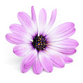 Daisybush Osteospermum barberiae flowerhead Photograph by Viktor Wallon-Hars Daisybush Osteospermum barberiae flowerhead Photograph by Viktor Wallon-Hars