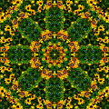 Dance of the Rudbeckia by Brian Gryphon
