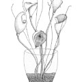Dancing Lilies Drawing by Lisa Senette Dancing Lilies Drawing by Lisa Senette