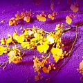 Dancing  Orchids Photograph by Viva Anderson