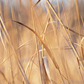 Dancing Seagrass by Stacy Abbott