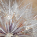Dandelion 3 Photograph by Amy Fose Dandelion 3 Photograph by Amy Fose
