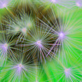 Dandelion Clock Photograph by Severija Kirilovaite Dandelion Clock Photograph by Severija Kirilovaite